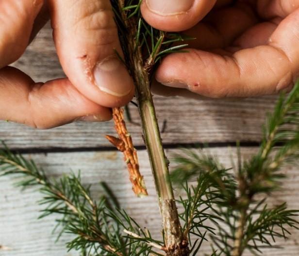 Silmu, joka on puulastussa kiinni, asetetaan perusrungon koloon siten, että versojen jälsikerrokset asettuvat vastakkain.