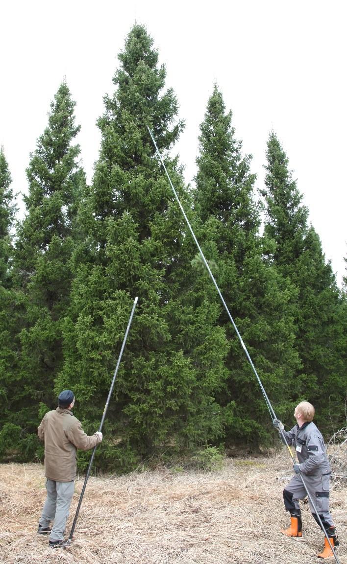 Kartiokuusi Picea abies f. pyramidata, on Vellingin ym. (2011, 36 37) mukaan latvukseltaan tiheäoksainen ja säännöllisen kartiomainen.