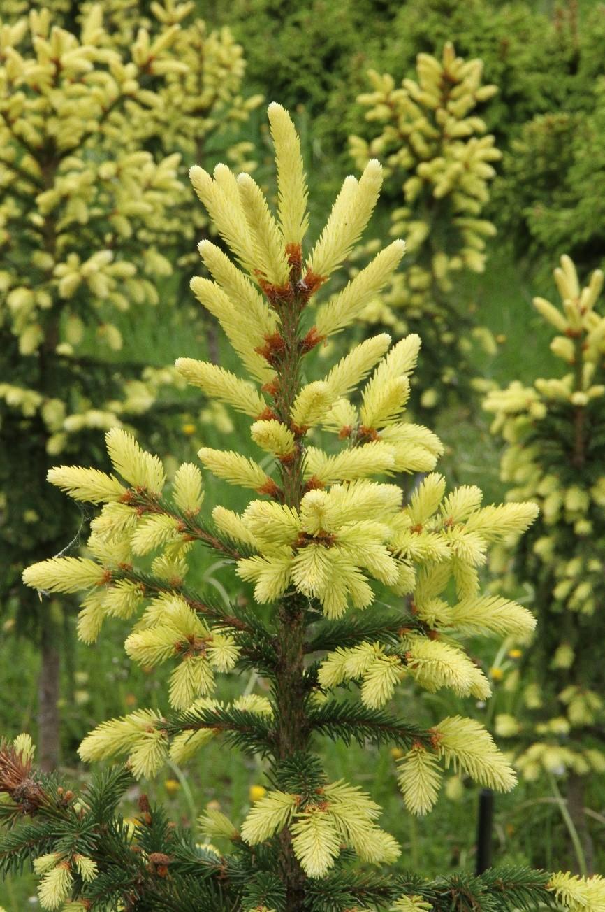 Kuva 12. Kultakuusiklooni K219 (Picea abies f. aurea) Luonnonvarakeskuksen Punkaharjun tutkimusaseman lisäystarhassa. Kuva: Teijo Nikkanen Tuulenpesä- tai pallolatvakuusen, Picea abies f.