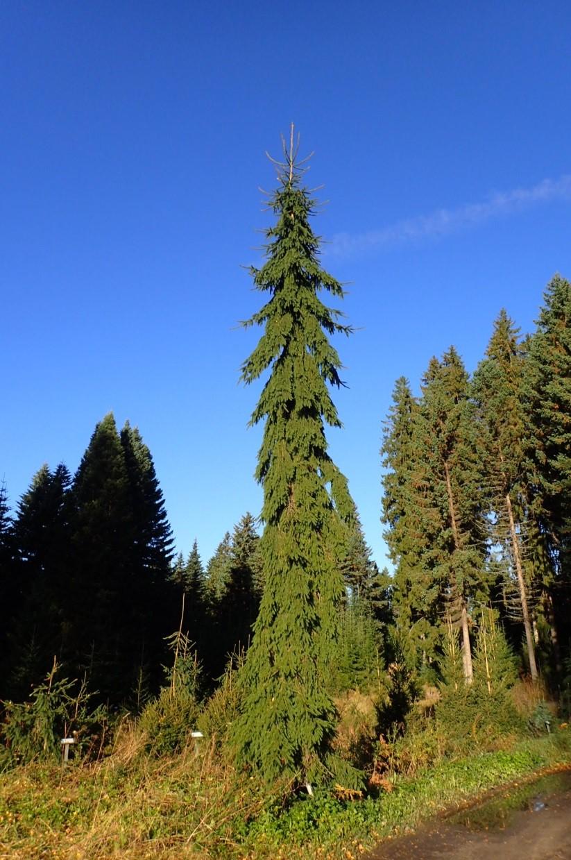 Kuva 1. Surukuusi Picea abies f. pendula, Punkaharjun puulajipuistossa. Kuva: Kosti Kytöjoki 2.1.2 Neulasten väri ja koko Mikäli mutaatio tapahtuu puun neulasissa lehtivihreän tuotantoon erikoistuneissa soluissa, puun väritys voi muuttua.