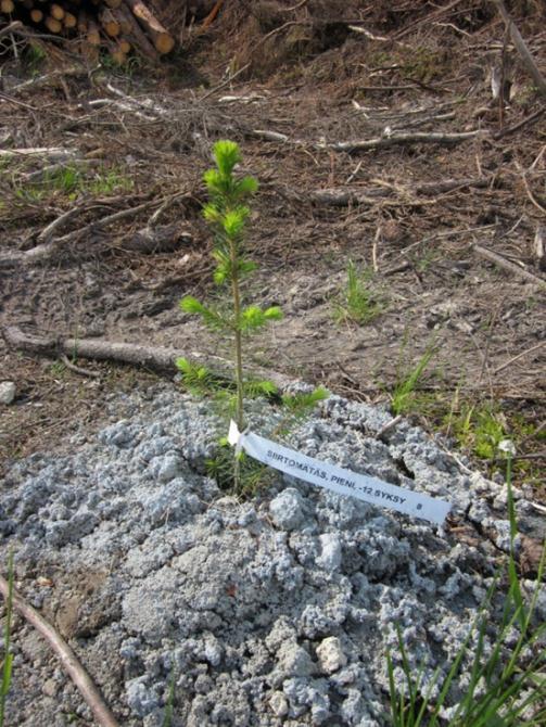 Siirtomätäskoe (kuitusavi) Jatkuvatoimiselle istutuskoneelle nopea