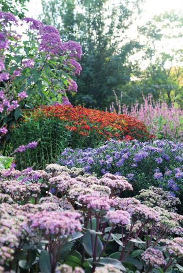 (Eupatorium maculatum) E Verikonnantatar Rosea (Bistorta amplexicaulis) Luonnonheiniä ja vähän jalostettuja perennalajeja.