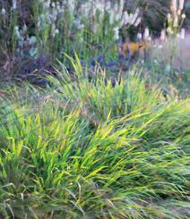 4 Timanttikastikka (Calamagrostis brachytricha) on luonnonkasvi, jota Piet Oudolf käyttää suunnitelmissaan runsaasti.