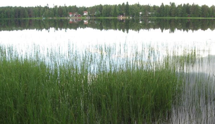 Järvi on ekologinen yhteisö Vesikasvit Pohjaeläimet Plankton Kalat =>