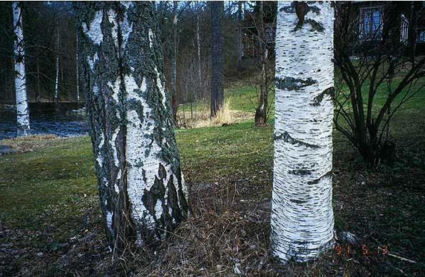 17 Suomessa merkittävimmät koivulajit ovat hieskoivu (Petula pubescens) ja rauduskoivu (Betula pendula).