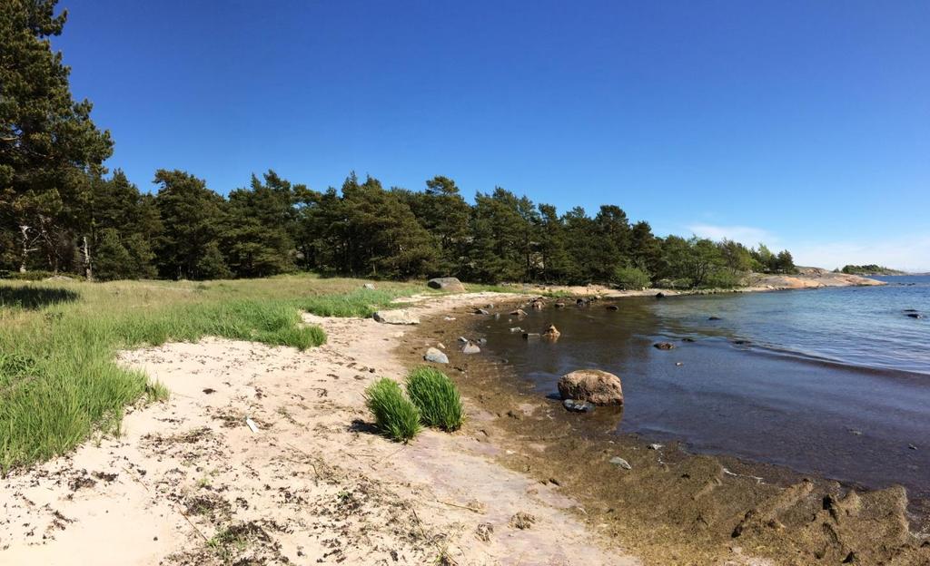 Itämeren hiekkarantojen hoito (C4) - 5 kohteella, toimenpideala noin 7 ha - Kurtturuusun poisto - Nuorten puiden ja