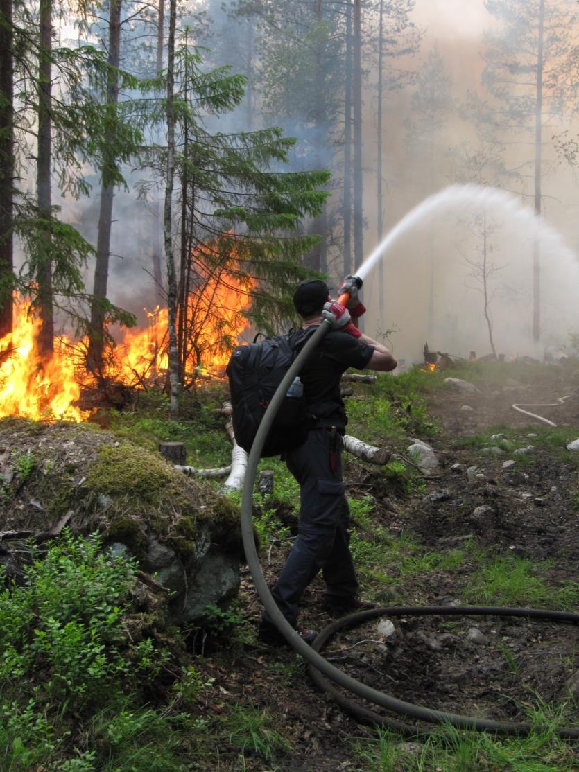 Ennallistamispoltot (C1) - Luonnonmukaisen sukkessiokehityksen