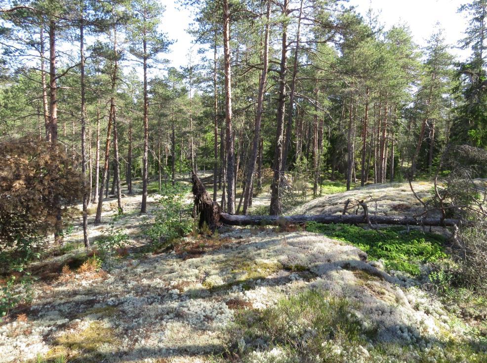 5 Kalliomäen männyt ovat kuitenkin kilpikaarnaisia ja siten vanhoja. Lajistossa ei havaittu vaateliaita tai harvinaisia lajeja. Kalliolla kasvavat mm.