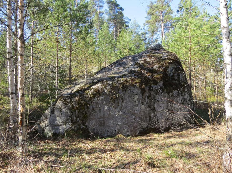 7 Kuva 5. Aittassuon länsipuolen siirtolohkare. 5. UHANALAISET JA HARVINAISET LAJIT Inventointialueelta ei ole tallennettu havaintoja Suomen ympäristökeskuksen ylläpitämään uhanalaisten eliöiden tietokantaan (Hertta).