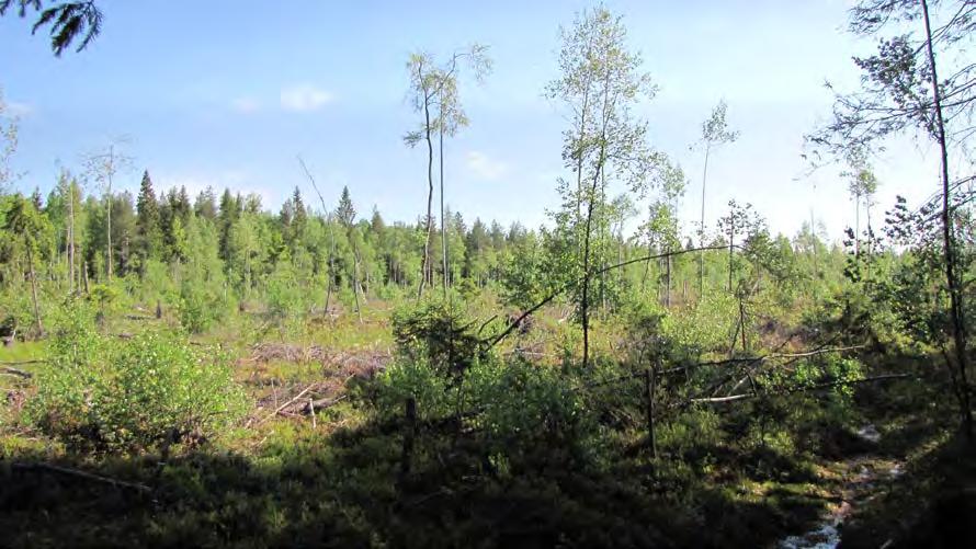 6 Alueella on hakattuja metsiä. Osa on avohakattu ja osa harvennushakattu. Tutkimusalue rajautuu idässä ja pohjoisessa olevaan sähkölinjaan. Hakkuuaukio alueen pohjoisosassa. 2.