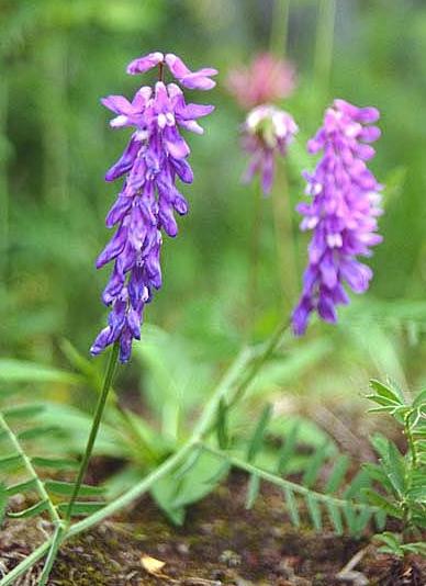 Lektiinit Vicia cracca, (hiirenvirna) - 1948 HY:ssä löydettiin lektiinit -