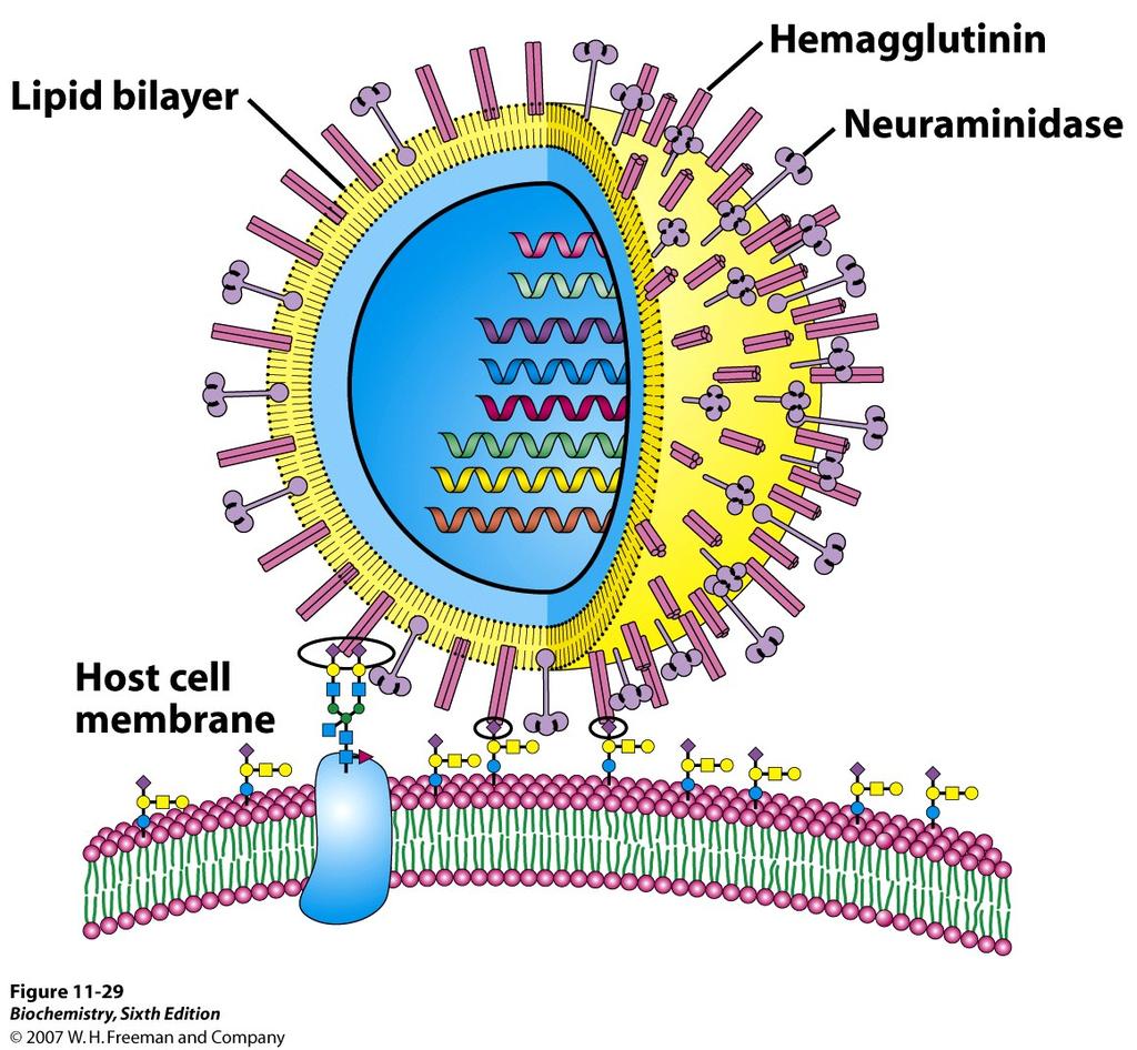 Mitä glykoproteiinit tekevät? Esim.