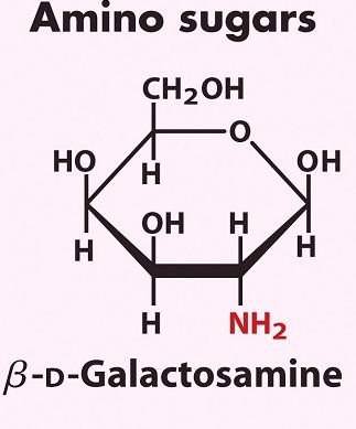 peptidoglykaanin ristisidokset (= soluseinän