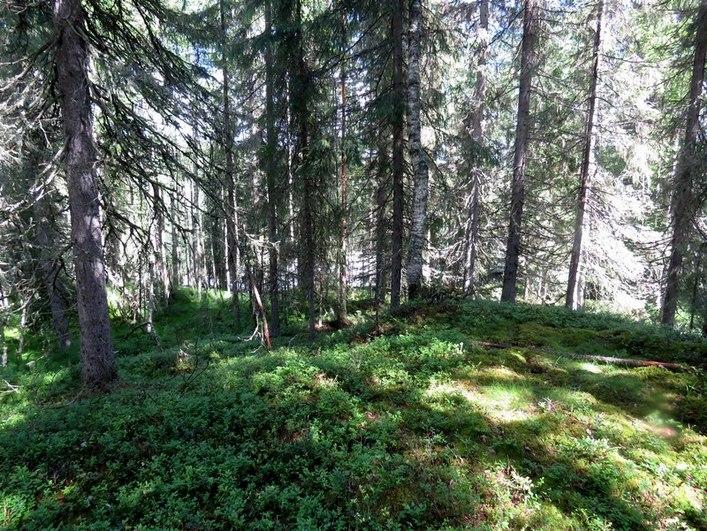 Kaava-alue Honkavaaran pohjoispuolella Emäjoen etelärannalla kuvattu pohjoiseen.