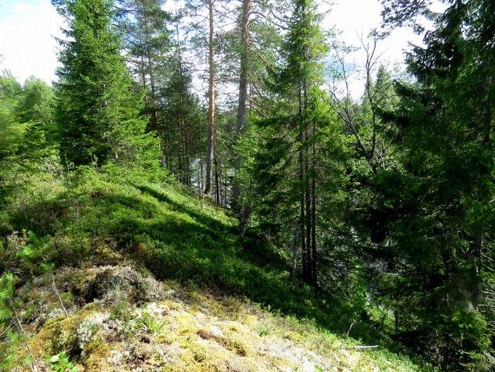 1 Kuva 19. Korkea hiekkatörmä joen pohjoispuolella Mätäsvaaran kohdalla. Törmän yläpuolella taimikkoa, rinteellä varttunutta kasvatusmetsää. 4. Alueen aiempi maankäyttö.