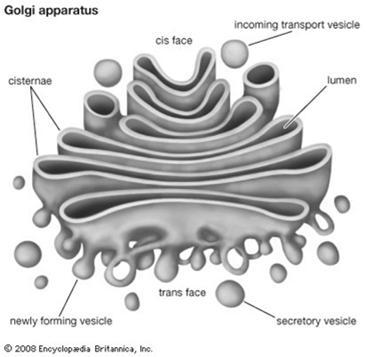 endoplasmakalvoston entsyymit erotellaan lysosomeihin, solukalvolle, lähetetään eritejyväsiin tai lähetetään takaisiin endoplasmakalvostolle Tällä alueella muihin