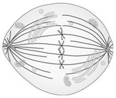 Mikrotubulukset muodostavat värekarvojen sisälle 2 keskusputkesta ja 9 kehäputkesta koostuvan