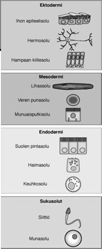 alkumaapallon vähähappisiin/hapettomiin että myöhemmin kehittyneeseen hapelliseen elinympäristöön Eukaryoottisolut eli ns.