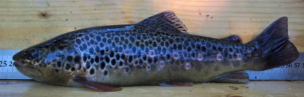 läntinen ja rannikko, Suomen ympäristökeskus, Oulun yliopisto, Luonnonvarakeskus,