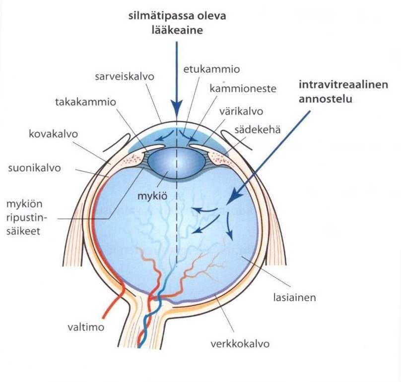 15 3 SILMÄN ANATOMIA JA TOIMINTA KUVA2.