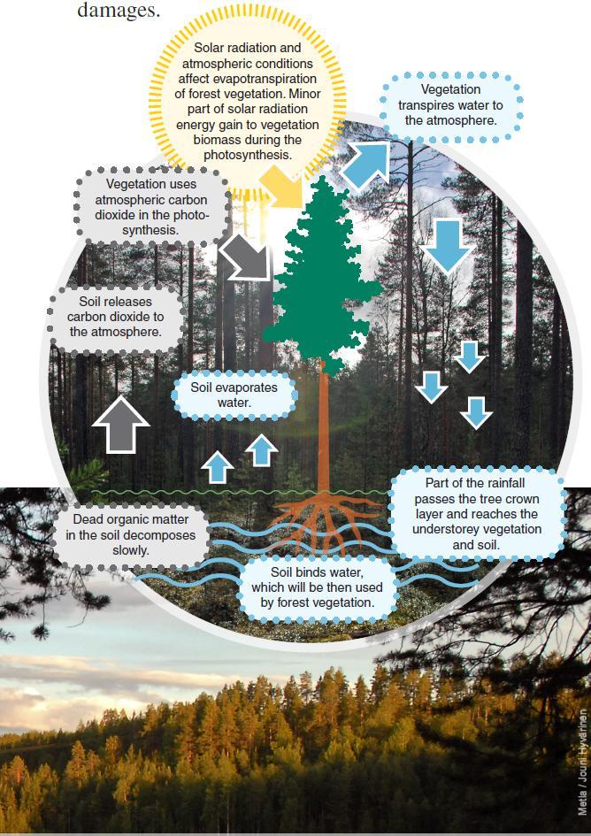 Metsien mallinnus Liitetään yksinkertainen ekosysteemimalli (CO 2 ja H 2 O) tietoalustaan Parametrisointi Suomalaisella materiaalilla