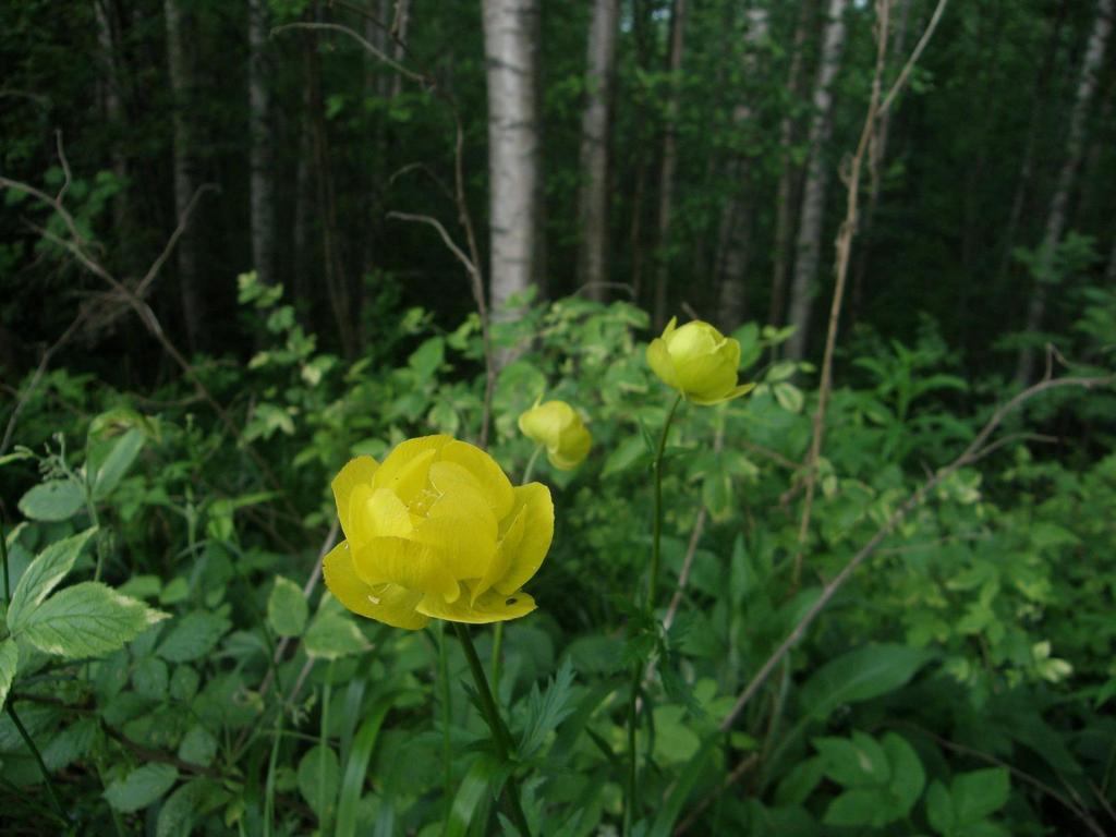 Heinolan kaupungin asemakaavoitukseen liittyvät luontoselvitykset 2010 9.3.