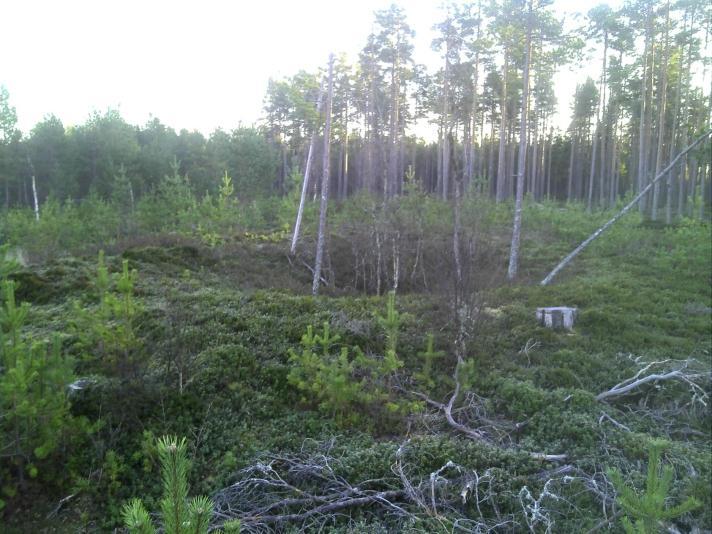 504 Sepänmaa & Rostedt 2011 inventointi Sijainti: Paikka sijaitsee