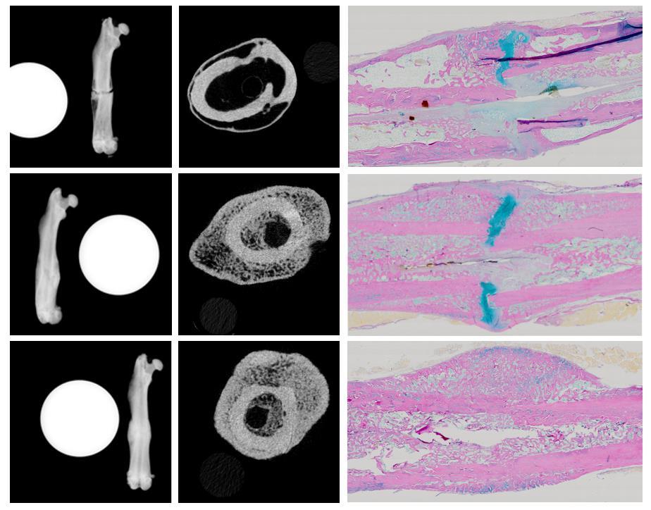A 21 B C Kuva 2: Postoperatiivinen röntgenkuva (vas) ja µct-kuva (kesk) sekä histologinen leike (oik) 8 viikon aikapisteessä A) plaseboa sekä B) kerta-annoksen ja C) viikoittaista