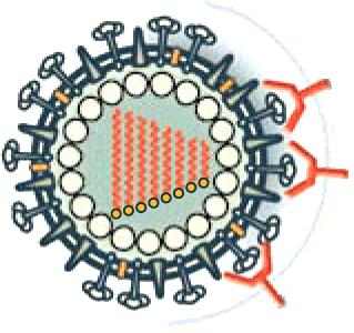 Virusten infekbivisyys ja solujen pintarakenteet, esimerkkejä Virus Heimo Reseptori Adenovirus Adenoviridae Integriinit, CAR