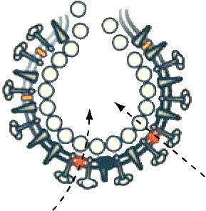 Nektiinit -1 ja -2 tai TNFRSF14 (HVEM) Varicella zoster virus (VZV, HHV-3) Insuliinia hajottava entsyymi, IDE Epstein Barr virus