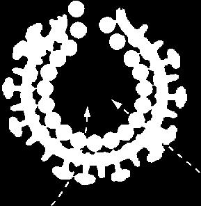 CD209L (L-SIGN) Influenssa A Orthomyxoviridae Siaalihappo Tuhkarokkovirus Paramyxoviridae CD46, CD150 (SLAM) tai Nektiini-4