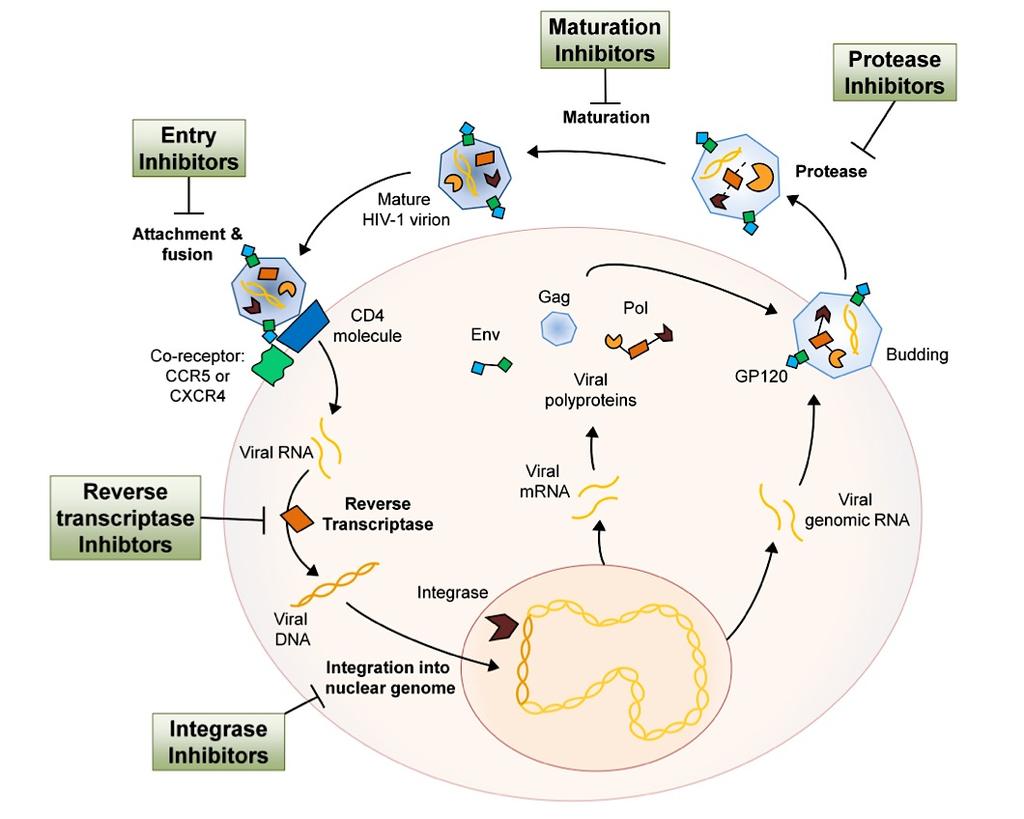 HIV- 1: vaipallinen, retrovirus (2xssRNA) 1 Replikaa(osykli ja lääkeaineiden kohteet Soluun tunkeutumisen estäjät Kypsä HIV- 1 virus Kypsymisen estäjät (beviramaai) 4 Proteaasin estäjät PI