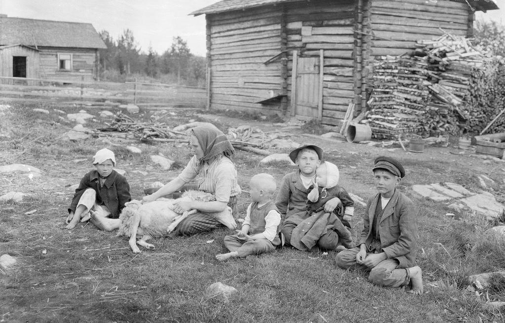 KK 1107:53 Lammasta keritään Kankaanpään Leppäruhkan kylässä. Kuva: U. T. Sirelius v. 1913 3.2.