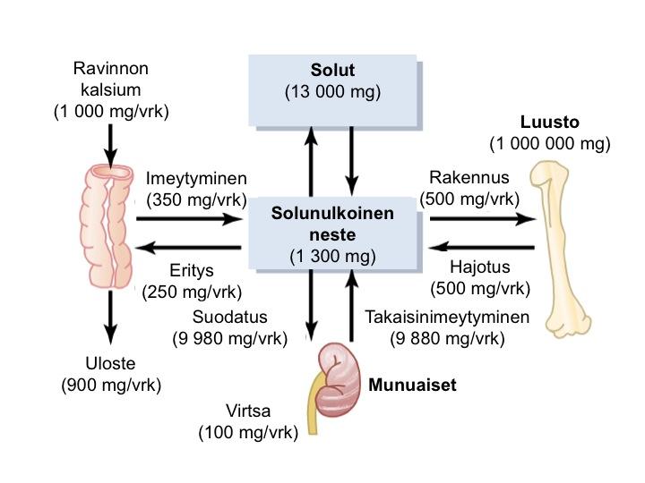 15 Kalsiumia erittyy munuaisissa glomerulussuodokseen vajaa 10 g vuorokaudessa, ja siitä noin 100 mg, eli 10 % vuorokauden kalsiumin saannista, erittyy virtsan mukana pois elimistöstä.