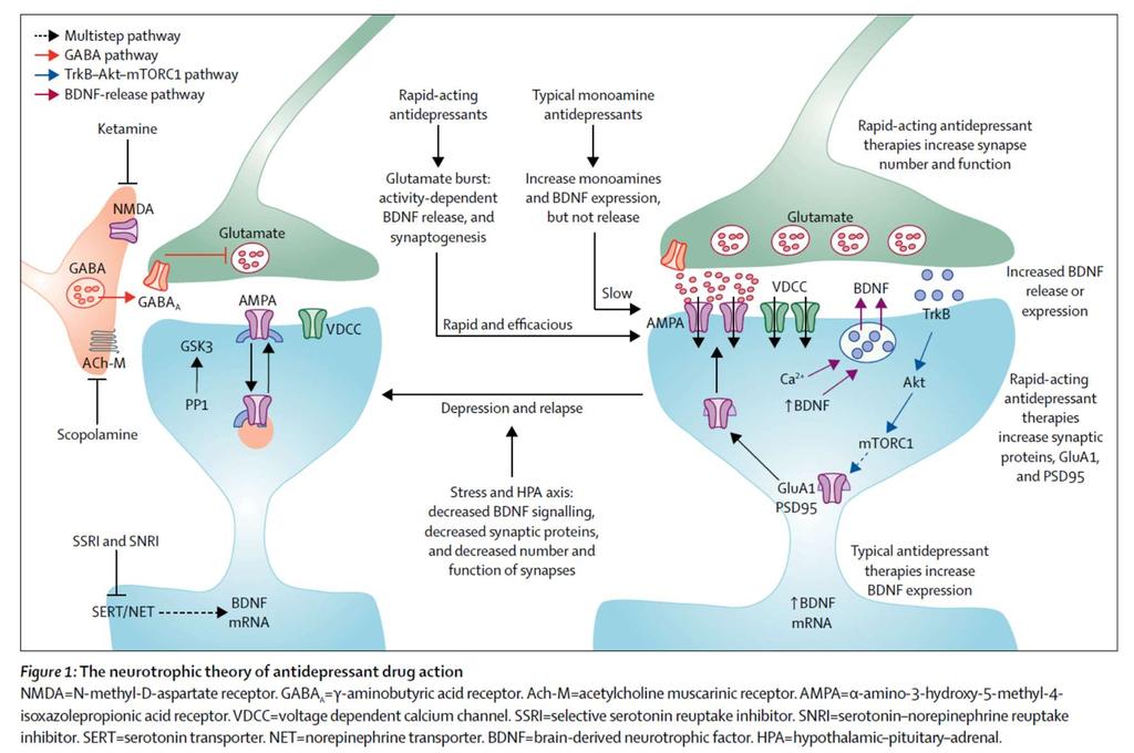 Harmer CJ, ym. How do antidepressants work?