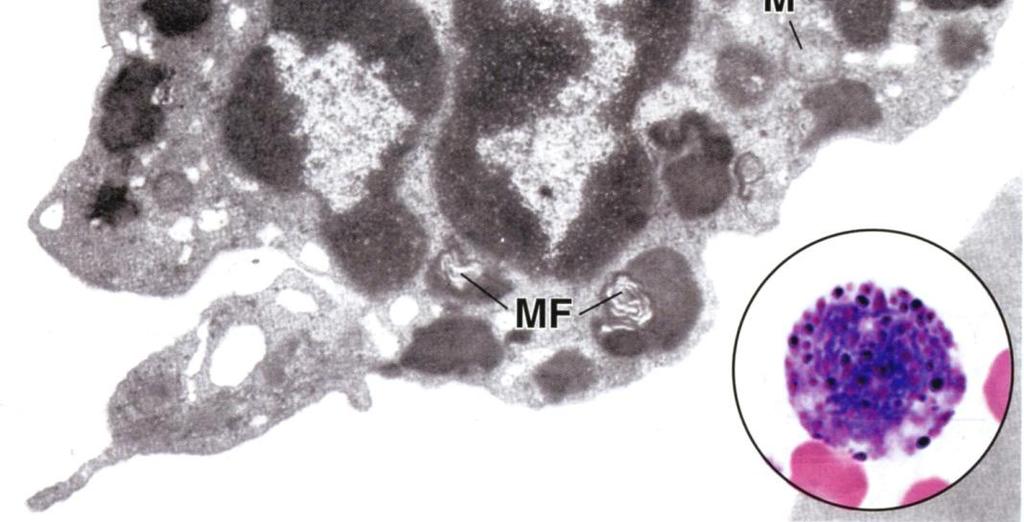 parasiitti-infektioiden torjunta: Sytoplasman jyväset sisältävät major basic proteiinia (MBP) ja muita yhdisteitä jotka ovat