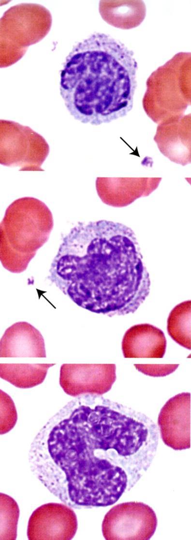 6p 2010, LWW Monosyytit ja makrofagit Monosyytit ovat esiasteita kudosten makrofageille Makrofagit kuuluvat mononukleaarisen fagosyyttijärjestelmään