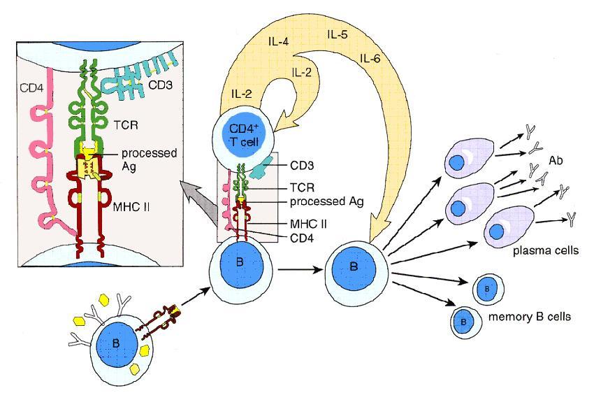 antigeeneja CD4+ auttaja T-lymfosyytille Makrofagi Auttaja T-solu B-solujen aktivaatio sekä plasma- ja