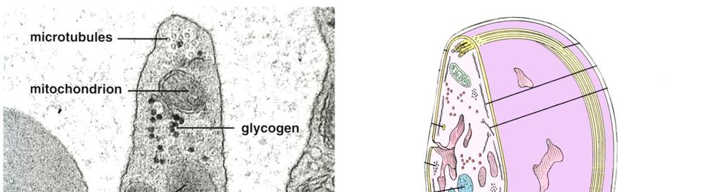 Verihiutale (trombosyytti) Periferinen vyöhyke glycocalyx Rakennevyöhyke solukalvo mikrotubulukset Solu-
