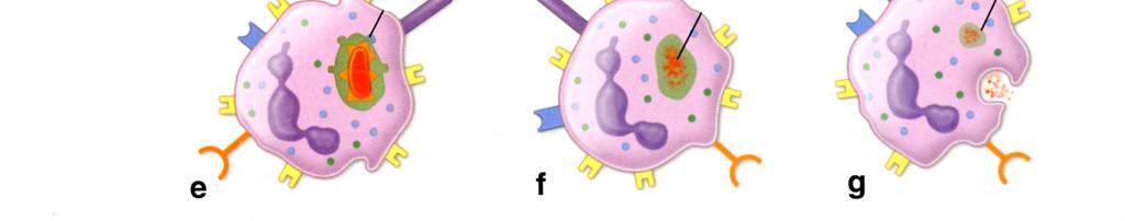 scavengerreseptori vasta-aine valejalka Tollinkaltainen reseptori fagosomi