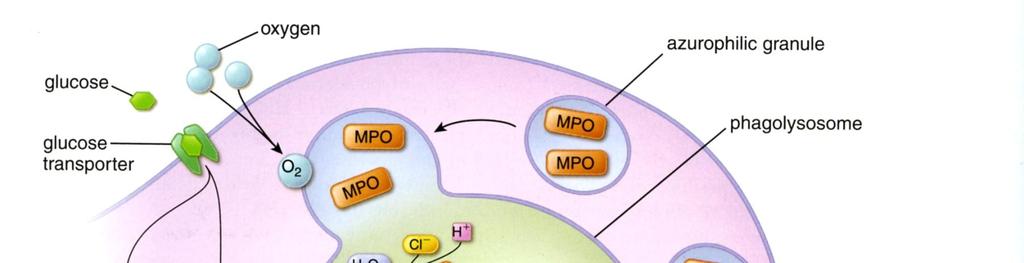 Neutrofiilin respiratorinen ryöppy