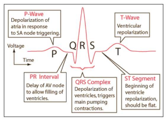 Elektrokardiogrammi (EKG) Mittausjärjestely