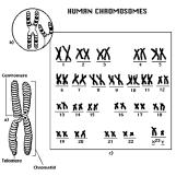 2x10 9 bp 23 kromosomiparia (22+X/Y) 21 000 geeniä Geneettinen variaatio Mutaatiot Rekombinaatio sukusolujen