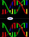 RNA-geenejä Pituustoistojaksot Yhden emäksen variaatiot (SNP:t) Kopiolukuvariaatiot (CNV:t) Ihmisen perimä N.
