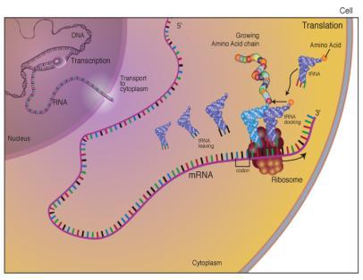 primääritranskriptinä (RNA:na) hyvin matalina tasoina jossain solutyypeissä Koko perimän sekvensointi 179 yksilöllä