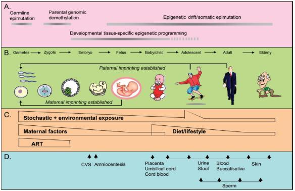Epigenetiikka ja varhainen kehitys Rotilla emon hoiva vaikuttaa poikasen stressinsäätelyärjestelmän kehitykseen epigeneettisten muutosten kautta Hollantilaiskohortissa toisen maailmansodan aikainen