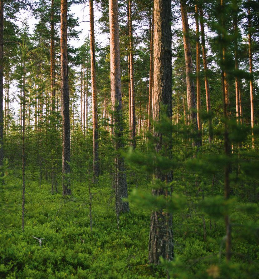 Sisällys 1. LVL by Stora Enso Viilupuu 4 Perustiedot 4 Käyttökoteet 5 Tuotevalikoima 6 Edut 7 2. Tuotanto 8 Varkauden yksikkö 9 Uusinta tuotantoteknologiaa 9 3.