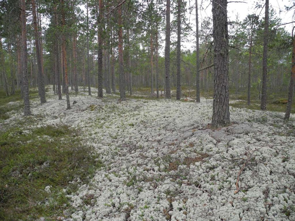 Kuva 7-4. Jäkäläkangasta Isonevan länsipuolella.