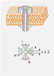 (Ragsdala et al 1994, Science 265) -alayksikkö Puudutusaineiden