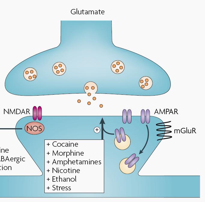 Many drugs of abuse induce LTP in VTA DA neurons after a single in